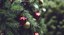 Frohe Weihnachten und einen guten Rutsch ins neue Jahr 2016